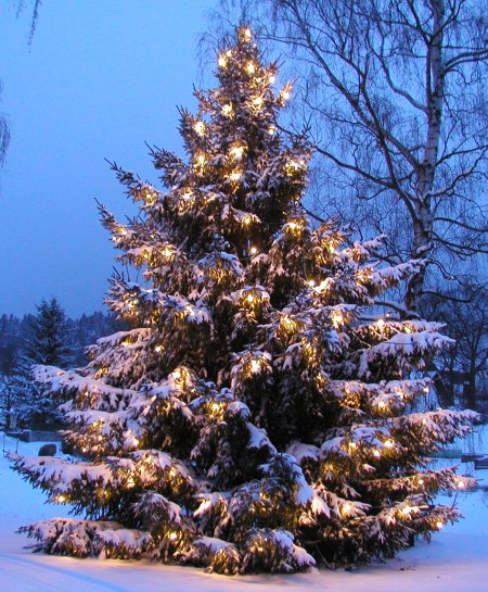 Der L&auml;ngenauer Weihnachtsbaum 2008